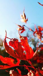 Close-up of leaves on twig