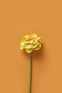 Narcissus flower isolated on a orange background viewed from above. top view. copy space