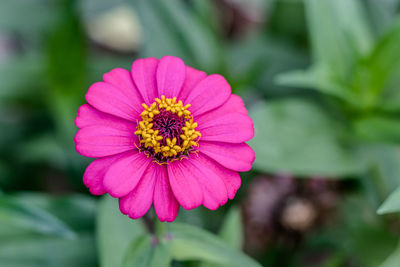 Close-up of pink flower