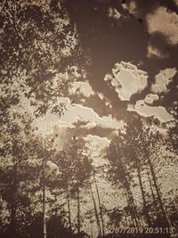 Low angle view of trees in forest against sky