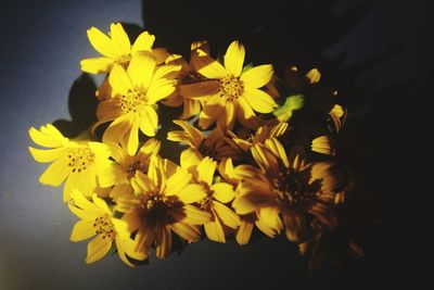 Close-up of yellow flowering plant
