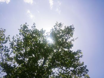 Low angle view of trees against blue sky