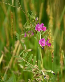 Close-up of purple flowers blooming outdoors