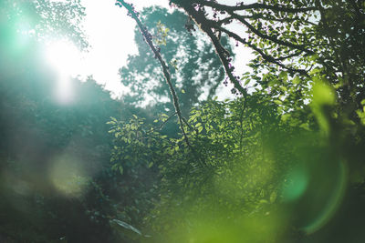 Low angle view of sunlight streaming through tree in forest