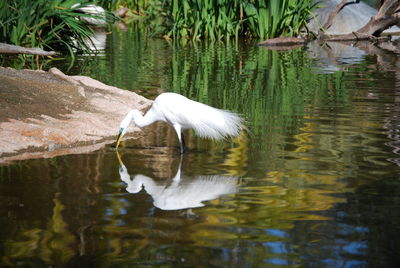 Swan swimming in lake
