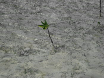 Plant growing on hill