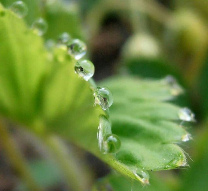 drop, close-up, water, wet, freshness, focus on foreground, fragility, growth, green color, plant, beauty in nature, nature, dew, selective focus, purity, droplet, water drop, leaf, raindrop, day