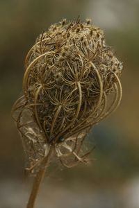 Close-up of dried plant