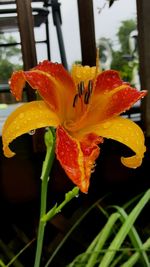 Close-up of red flower