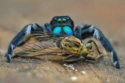 Close-up of spider