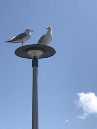 Low angle view of seagulls perching on street light against sky