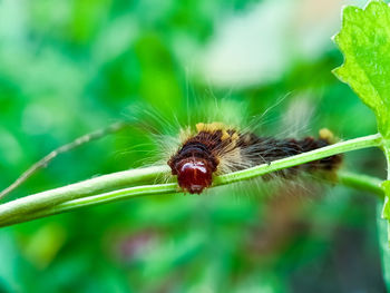 Close-up of insect on plant