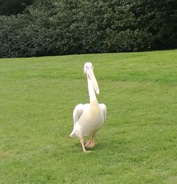 White swan on field