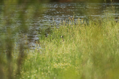 Grass growing at lakeshore