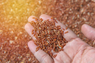 Cropped hand holding brown rice