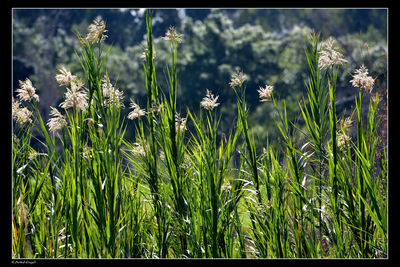 Plants growing on field