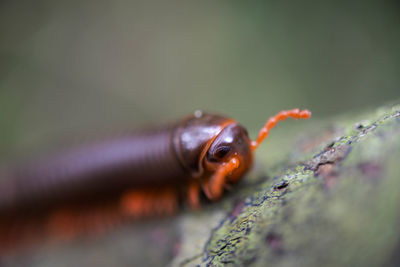 Macro shot of milliped on a rock