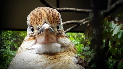 Close-up portrait of owl