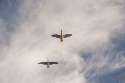 Directly below shot of birds flying against sky