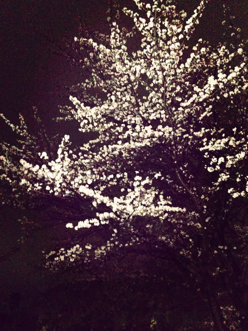 tree, growth, branch, flower, nature, beauty in nature, tranquility, night, white color, low angle view, outdoors, tranquil scene, no people, sky, plant, field, high angle view, blossom, scenics