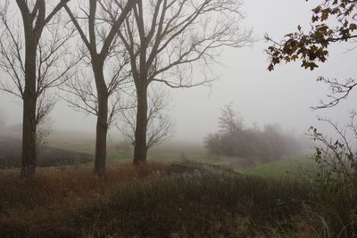 Trees on field against sky