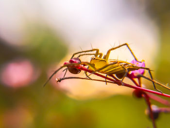 Close-up of insect on flower