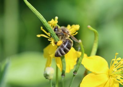 Close-up of bee on yellow flower