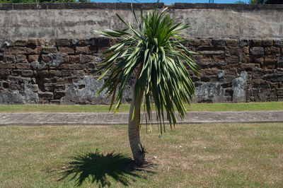 Trees growing in a park