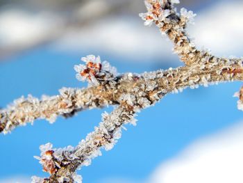 Close-up of cherry blossom tree during winter