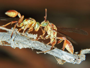 Close-up of insect