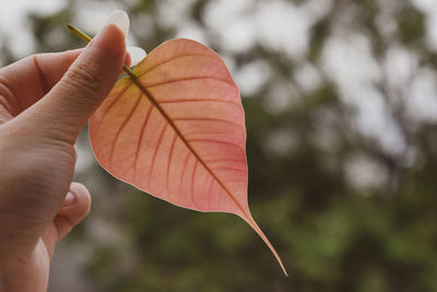 Close-up of hand holding autumn leaves