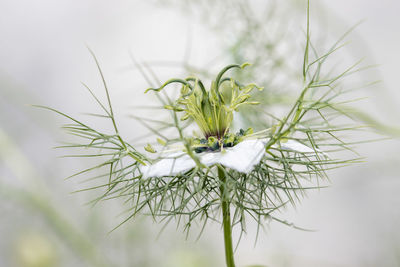 Close-up of white flowering plant