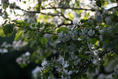 Close-up of cherry blossom tree