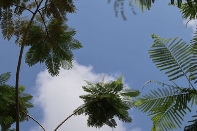 Low angle view of palm tree against sky