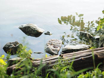 Bird perching on a lake