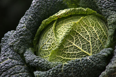 Close-up of leaf