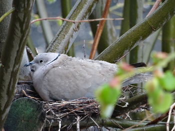 Close-up of bird perching on plant