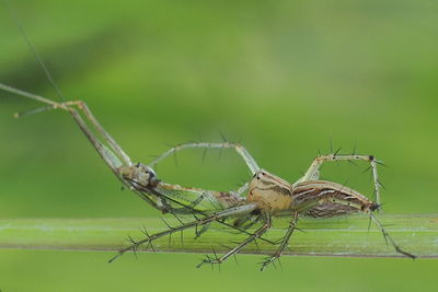 Close-up of insect