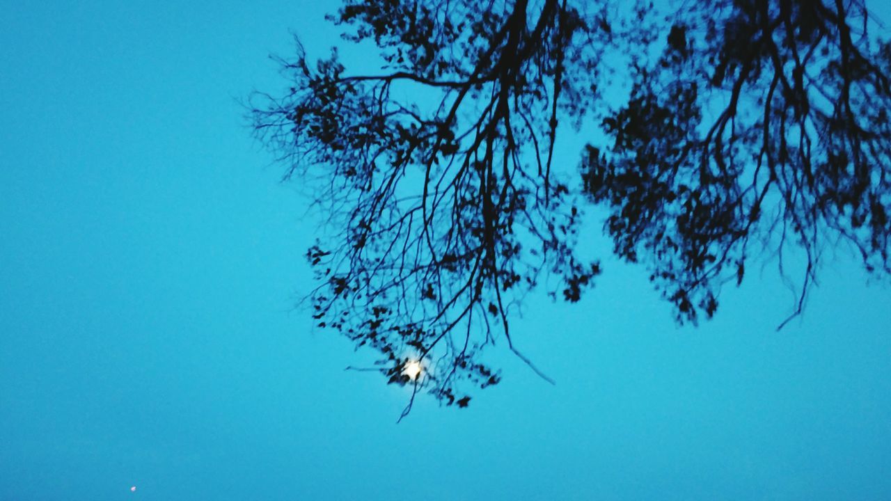 LOW ANGLE VIEW OF BARE TREES AGAINST CLEAR BLUE SKY