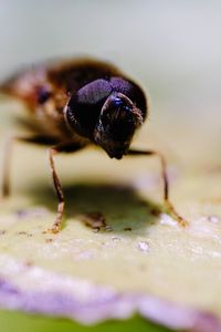 Close-up of bee pollinating