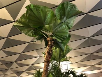 Low angle view of palm tree against sky