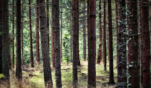 Pine trees in forest