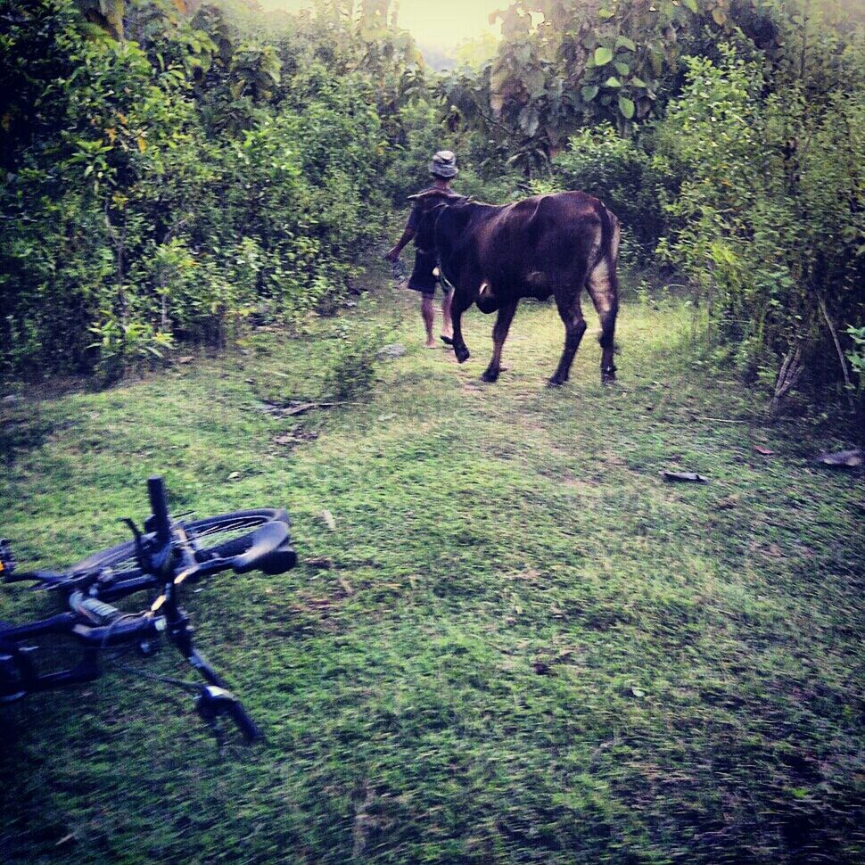 Pajangan, bantul,jogja,indonesia