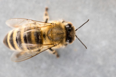 Close-up of bee on flower