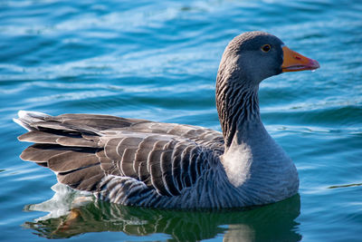 Close-up of duck in lake