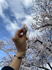 Low angle view of hand holding cherry blossoms against sky