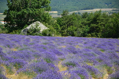 Scenic view of purple flowering plants on field