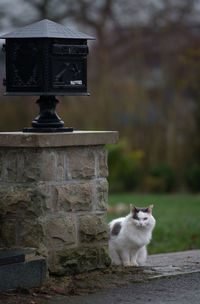 Cat on stone wall