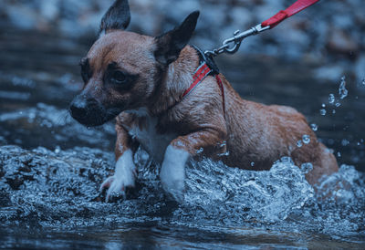 Close-up of dog