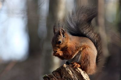 Close-up of squirrel